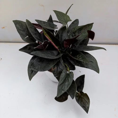 money plant sapling Black Money Plant Sapling (1pc)