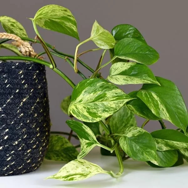 money plant dark green leaves Marble Money Plant Sapling (1pc)