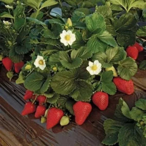 Strawberries Plant Sapling (1pc)