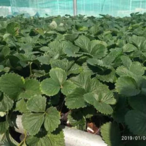 Strawberries Plant Sapling (1pc)
