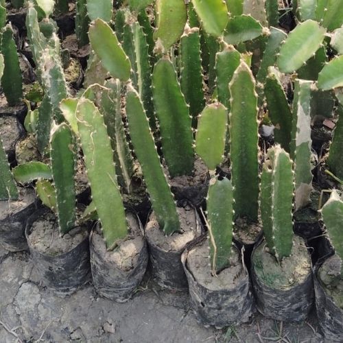 Dragon Fruit Sapling (1pc)