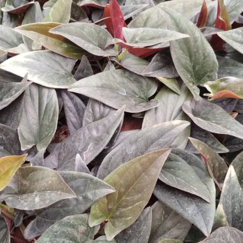 Black Money Plant Sapling (1pc)