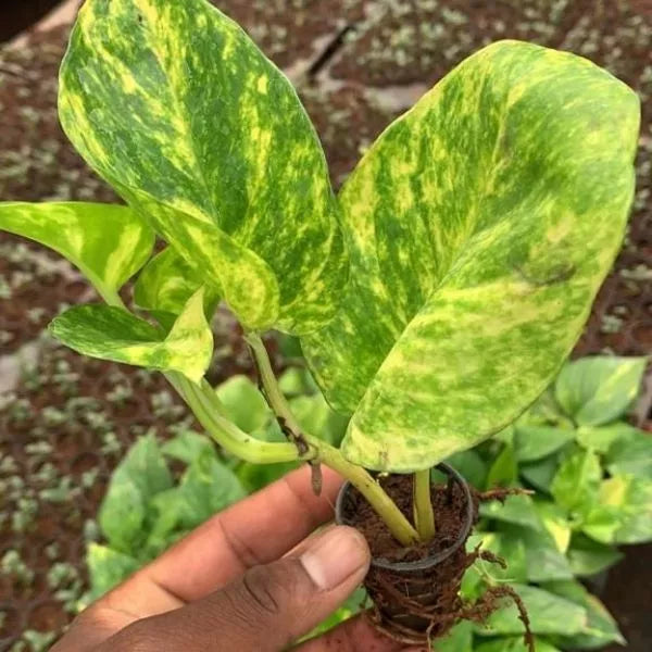 money plant sapling Marble Money Plant Sapling (1pc)