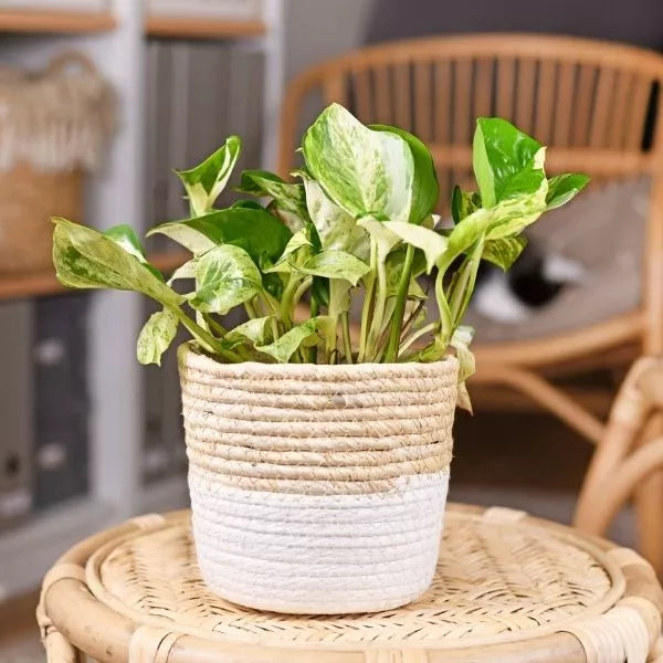 Marble Money Plant Sapling (1pc)