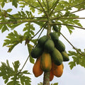 Papaya Plant Sapling (1pc)