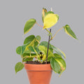 Philodendron Oxycardium Variegated Golden Plant Sapling (1pc)