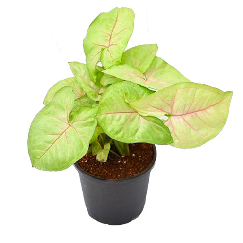 Syngonium plant sapling (1pc)