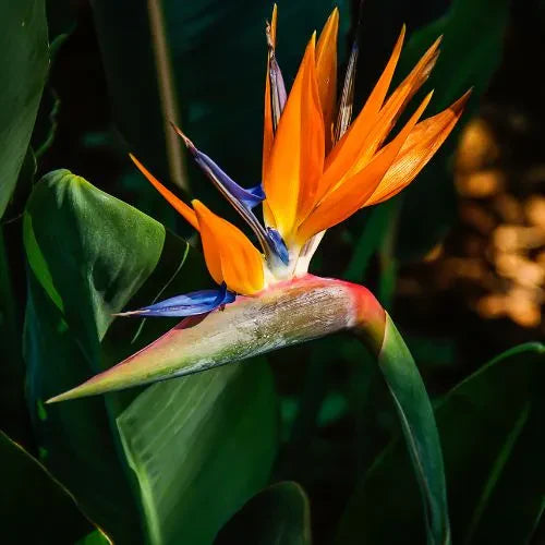 Bird of Paradise Plant Sapling (1pc)