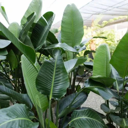 Bird of Paradise Plant Sapling (1pc)