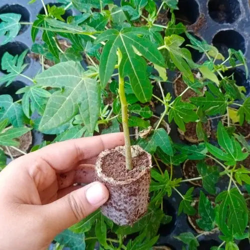 Papaya Plant Sapling (1pc)