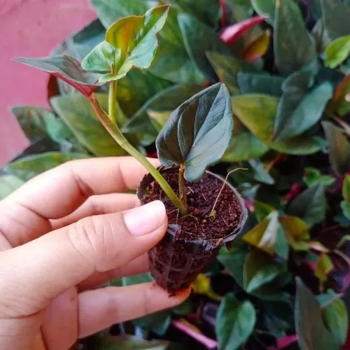 money plant sapling Black Money Plant Sapling (1pc)