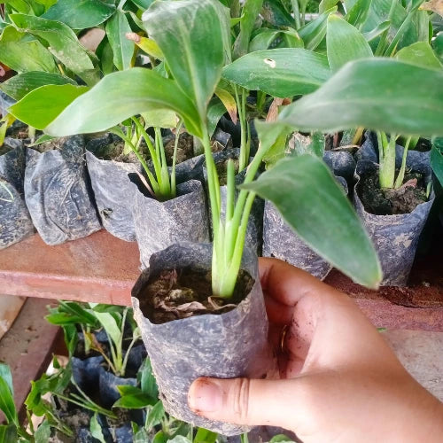 Bird of Paradise Plant Sapling (1pc)