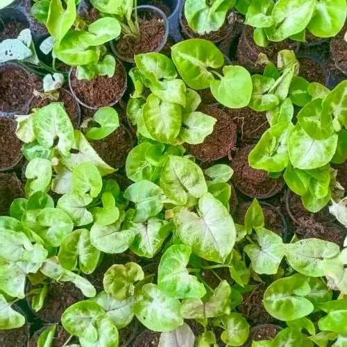 Syngonium plant sapling (1pc)